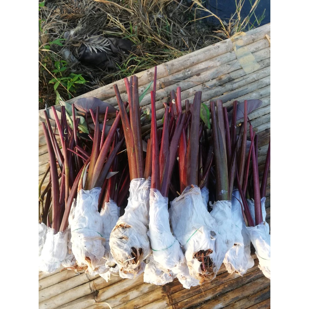 colocasia black magic บอนดำแบ๊คเมจิก ต้นใหญ่หน่อสวยราคาไม่แพง