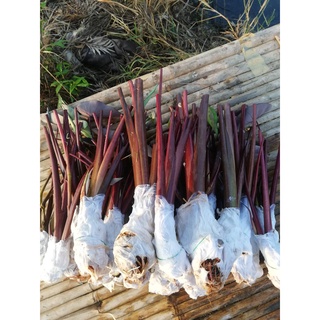 colocasia black magic บอนดำแบ๊คเมจิก ต้นใหญ่หน่อสวยราคาไม่แพงมีราคาส่ง