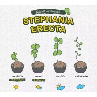 🌰ต้นบัวบกโขด (Stephania erecta Craib) พร้อมกระถาง+จานรองไม้+หินภูเขาไฟแต่งหน้ากระถาง