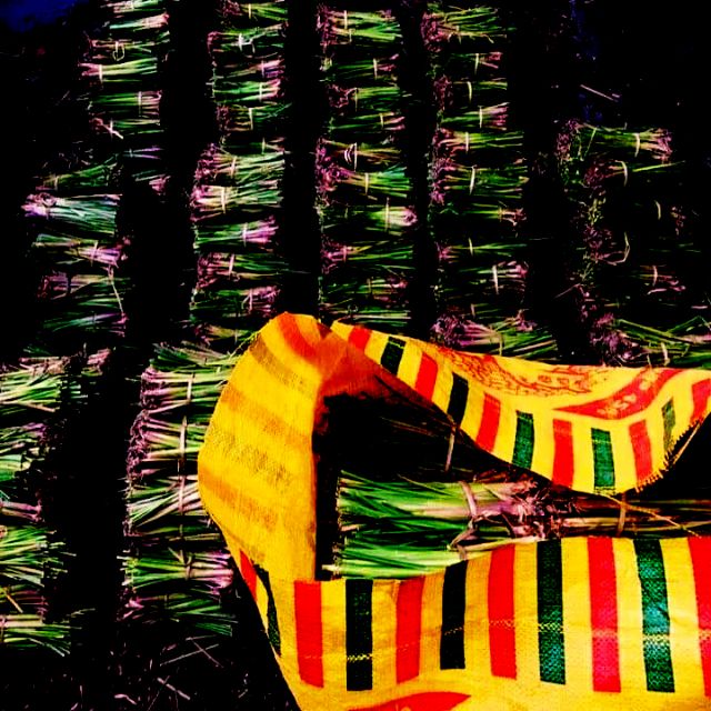 หญ้าแฝก 1,500 ต้น ปลูกเพื่อกันดินพัง จัดส่งฟรีทั่วไทย