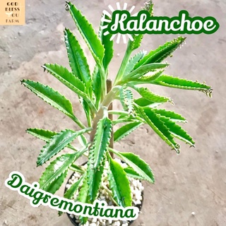 [เศรษฐีล้านๆใหญ่] Kalanchoe Daigremontiana ส่งพร้อมกระถาง แคคตัส Cactus Succulent Haworthia Euphorbia ไม้หายาก พืชอวบน้ำ