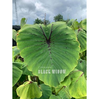 Colocasia black window ซื้อ 2 แถม 1บอนแมงมุมแม่ม่ายดำ(ต้นสูง 1 ฟุต)