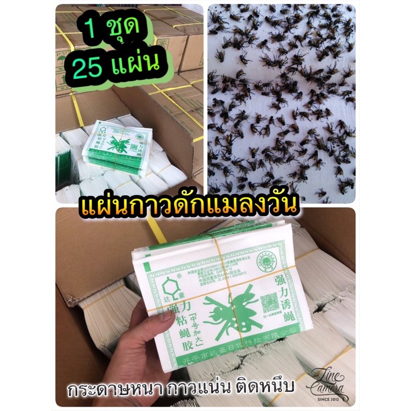 แผ่นกาวดักแมลงวัน คุณภาพสูง ราคาถูก กระดาษแข็ง กาวเหนียว ติดทนนาน