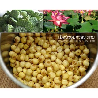 เม็ดบัวอบกรอบ มาย ขนาด 200กรัม/500กรัม/100กรัม