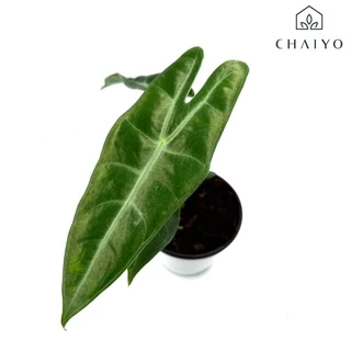 ต้น อโลคาเซีย ลองจิโลบา อโลคาเซียพญาจงอาง Alocasia Longiloba