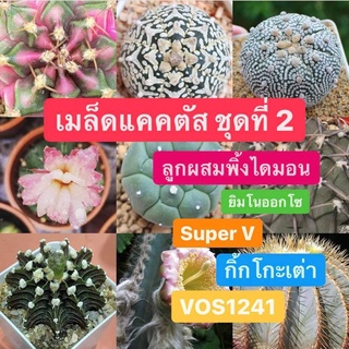 เมล็ดแคคตัส ชุดที่ 2 แอสโตรกิ้กโกะเต่า แอสโตร Super V VOS014A VOS1241 เฟอโรฟ้า พิ้งไดมอน กระบองทอง เรนโบ เมล็ดกระบองเพชร