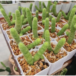 🌵🌵แคคตัส Cactus กระบองเพชร เก๋งหนอนชาเขียว