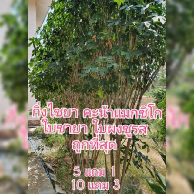 ต้นผักไชยา ผักคะน้าแมกซิโก ผักชูรส