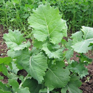 เมล็ดพันธุ์ เคลไซบีเรียน (Siberian Kale Seed) =50เมล็ด