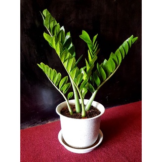 ต้นกวักมรกต Zamioculcas zamiifolia