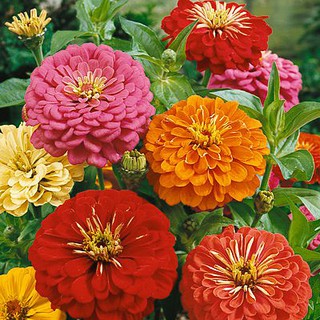 เมล็ด ดอกบานชื่นอเมริกา คละสี - CA Zinnia Flower