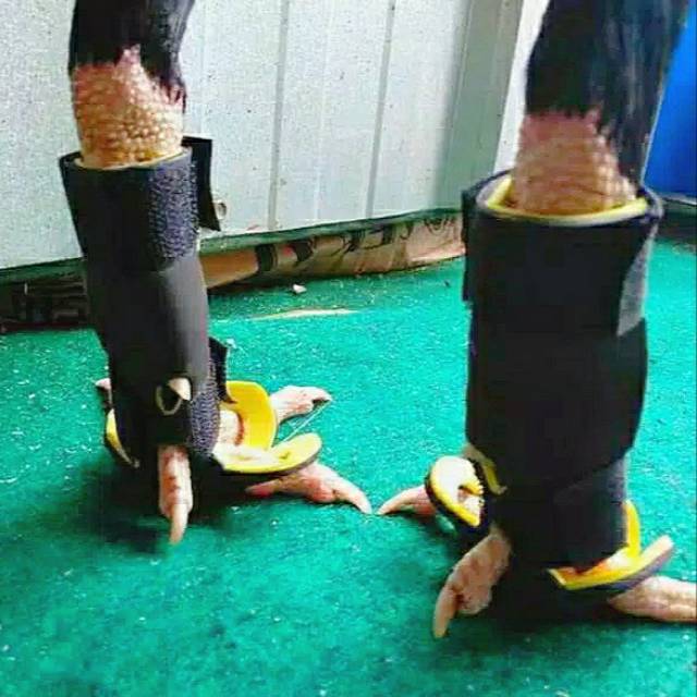 Sepatu Bubul Ayam Laga Berkualitas Aman dan Nyaman Untuk Ayam Kesayangan Anda