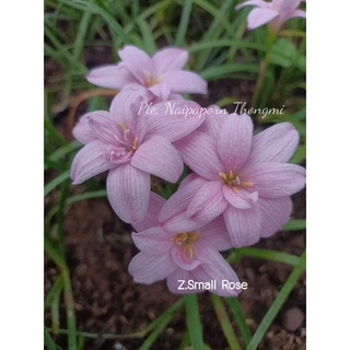 บัวดิน  Z.Small Roseพันธุ์หัวเล็ก หัวละ20บาท