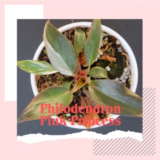 พร้อมส่ง ฟิโลเดนดรอน พิงค์ปริ้นเซส คัดลาย Philodendron Pink Princess