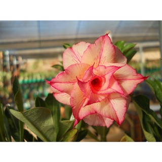 12 เมล็ด เมล็ดพันธุ์ ชวนชม สายพันธุ์ไต้หวัน ดอกสีส้ม โอรส Adenium Seeds