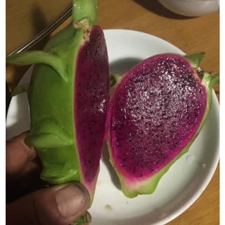 ต้นแก้วมังกรบิวตี้เบอรี่ Dragon fruit Beauty berry แก้วมังกรเปลือกเขียวเนื้อในแดงบิวตี้เบอรี่