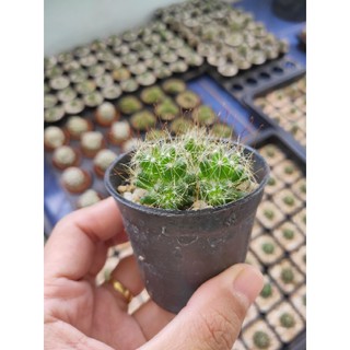 แมมรังนก Cactus 🌵 Mammillaria Decipiens