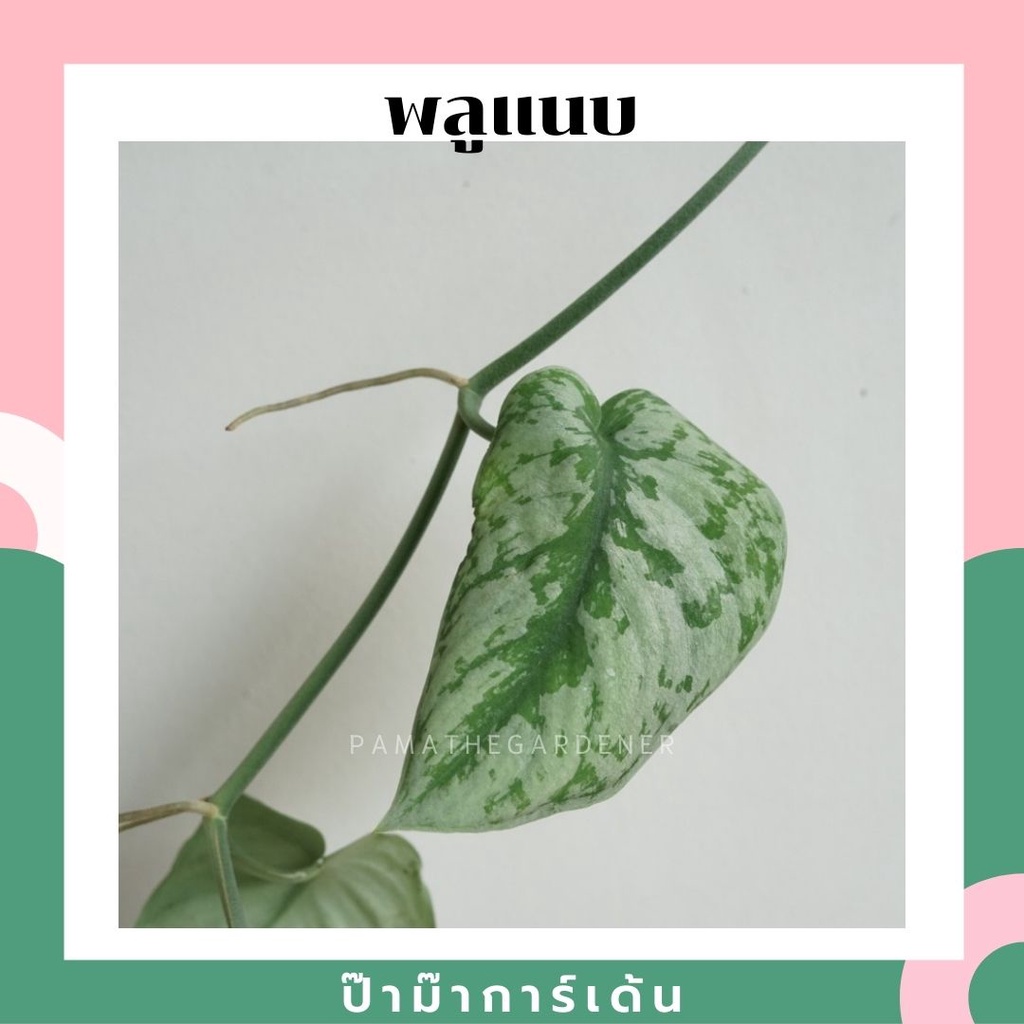 ต้นพลูหัวใจแนบ จำนวน 1 กิ่ง สามารถนำไปเลี้ยงในน้ำได้ ต้นไม้ฟอกอากาศ รายละเอียด ต้นพลูด่างในกระถาง