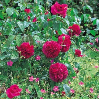 25เมล็ด เมล็ดกุหลาบ อังกฤษ พันธุ์เลื้อย สีแดง กุหลาบหนู Rose seeds