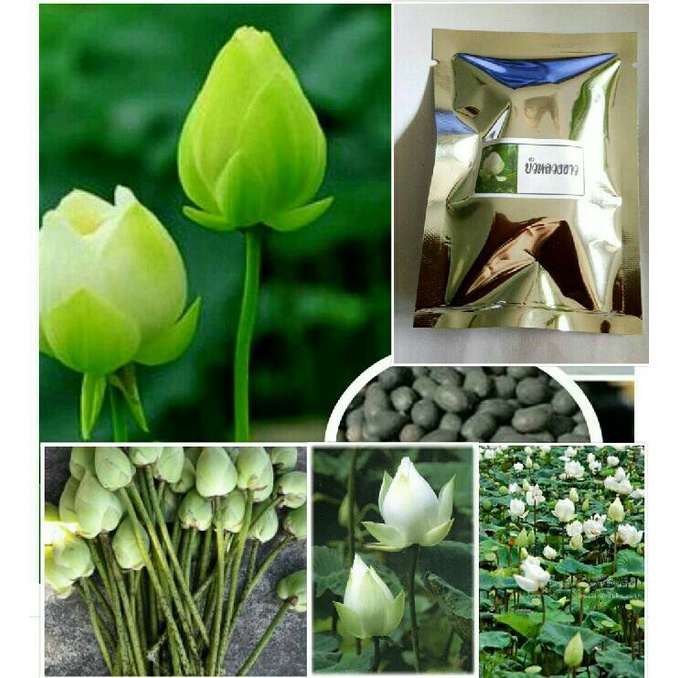 เมล็ดพันธุ์บัวหลวงพร้อมคู่มือเพาะปลูก มี2แบบ เลือกได้คะ