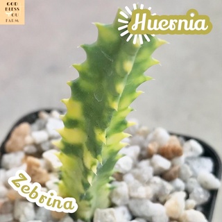 [เก๋งจีนด่าง] Huernia Zebrina Variegata ส่งพร้อมกระถาง แคคตัส Cactus Succulent ไม้อวบน้ำ พืชอวบน้ำ ไม้หนาม ไม้โขด