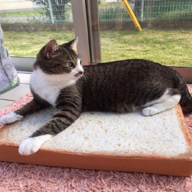 P17-เบาะขนมปัง