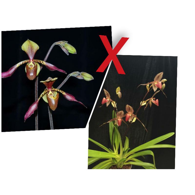 Paph.lowii'6100' x "Paph.rothschildianum ""sangwan2AM/RHT"