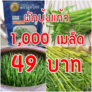 เมล็ดพันธุ์ ผักบุ้งแก้ว 1,000 เมล็ด