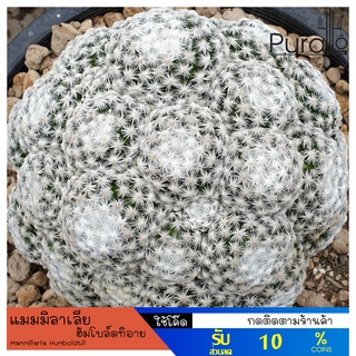 ต้นกระบองเพชร แมมลูกกอล์ฟมีหน่อ แมมมิลาเลียฮัมโบล์ดทิอาย Mammillaria Humboldtii #cactus #succulent