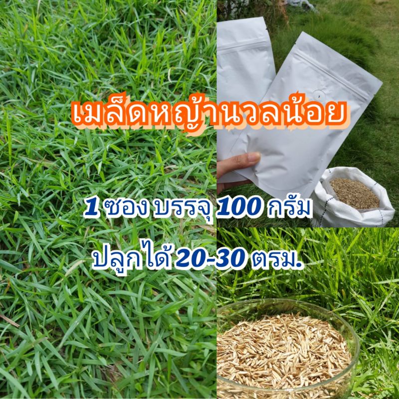เมล็ดหญ้าสนาม เมล็ดหญ้านวลน้อย 300 บาท