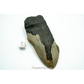 [อายุกว่า 20 ล้านปี!] #M34 ฟอสซิล ฟันฉลามยักษ์ Megalodon Fossil Tooth ขนาด 3.93" หนัก 122.4g จาก USA