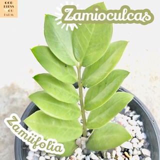 [กวักมรกต] Zamioculcas Zamiifolia ส่งพร้อมกระถาง ไม้ฟอกอากาศ แคคตัส Cactus Succulent Haworthia Euphorbia ไม้หายาก