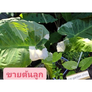 ต้นบอน​ออดิบด่าง​ขาว​Colocasia​ Gigantea​ Hook.f.​ Variegated​มีต้นลูกแบ่งขาย