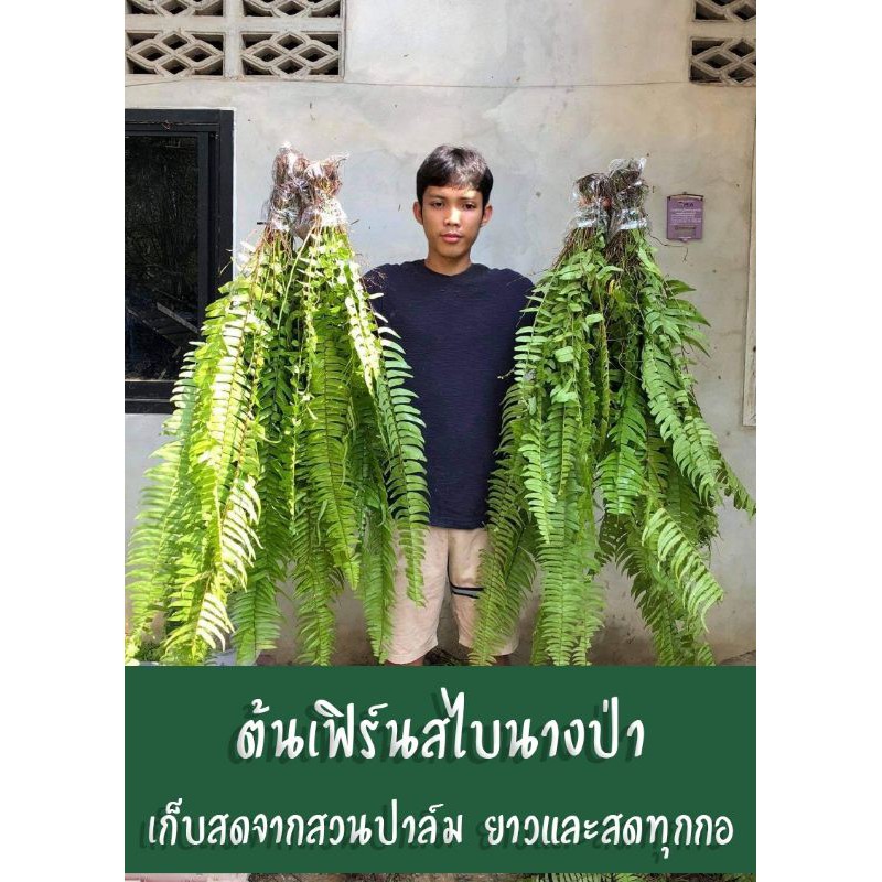 เฟิร์นสไบนางก้านยาว #ราคาถูก