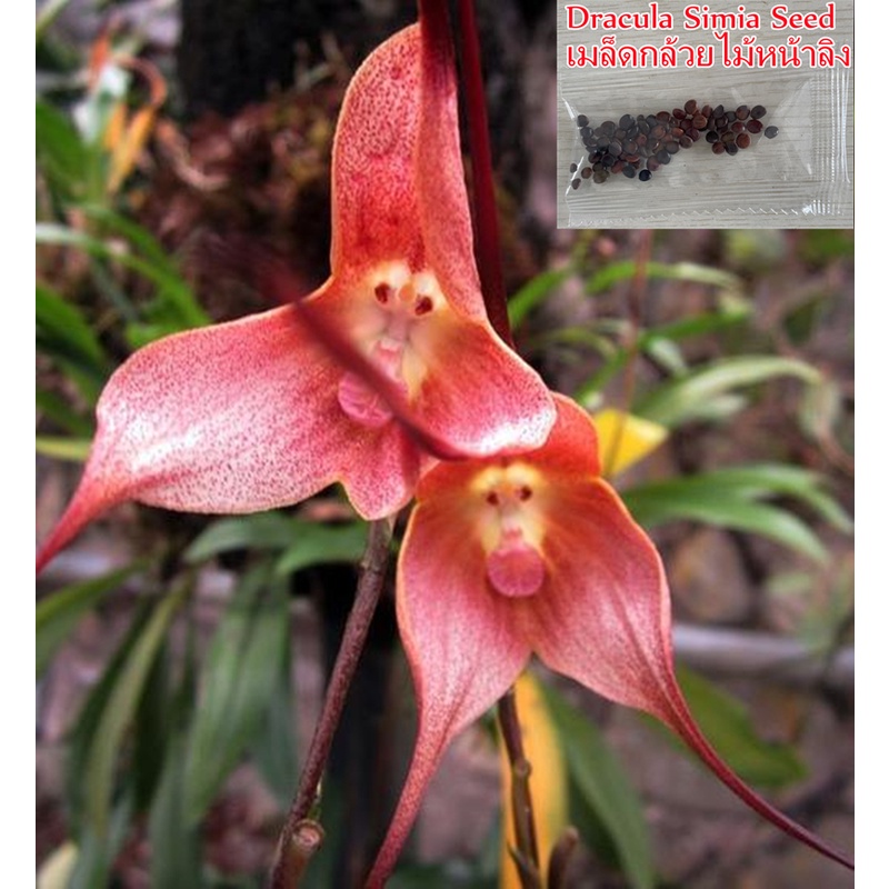 จุดประเทศไทย 20ชิ้น / แพ็ค Monkey Face Orchid Seeds กล้วยไม้หน้าลิง เมล็ดพันธุ์คุณภาพ พันธุ์ไม้หายาก ปลูกง่าย ไม้ประดับ