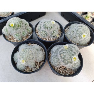 ขนนกขาว Mammillaria🌵 ไม้เพาะเมล็ด แบบกอ