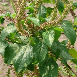 ยี่หร่า โหระพาช้าง กะเพาควาย ตัวเลือสูงสุด เมล็ดพันธุ์ 120 เมล็ด [10 แถม 1 คละได้]