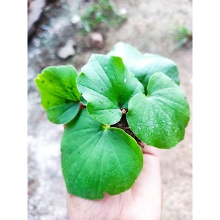 บัวสันโดษแคระต้นละ50฿