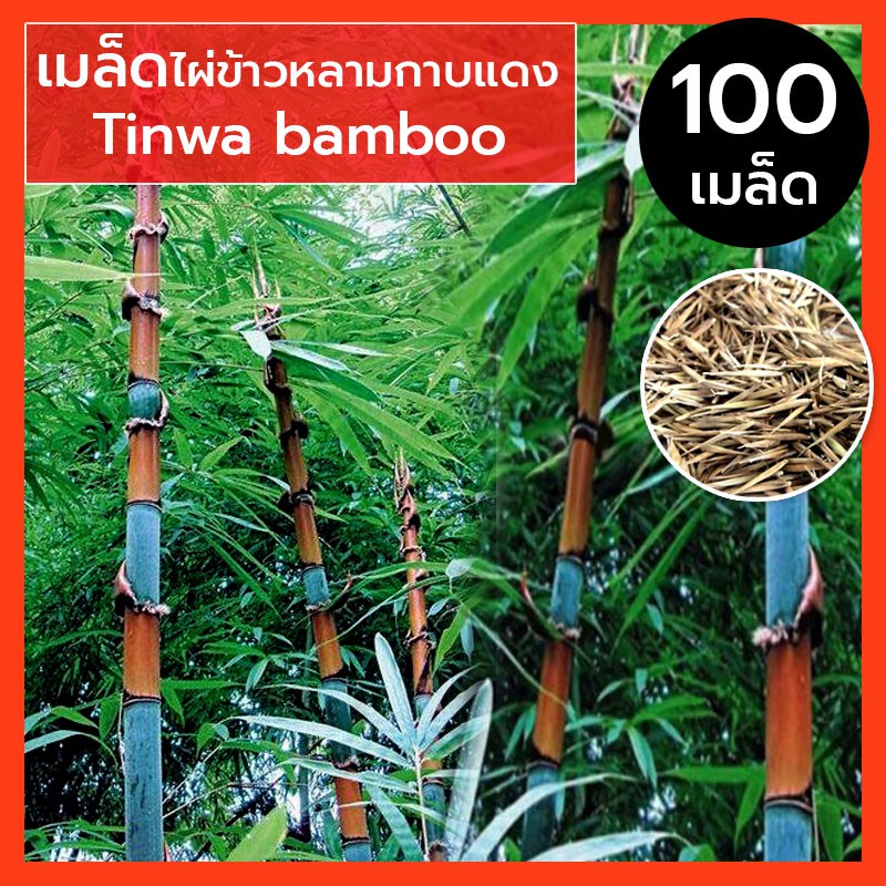 เมล็ดไผ่ เมล็ดไผ่ข้าวหลามกาบแดง เมล็ดไผ่ข้าวหลาม กาบแดง เมล็ดพันธุ์ ไผ่ข้าวหลามกาบแดง Tinwa Bamboo นำเข้า