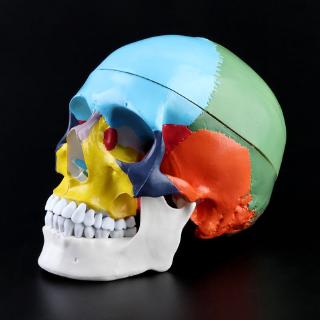 LIVI 1:1 Scale Colorful Human Adult Head Model with Brain Stem Anatomy Teaching Tool NCHX