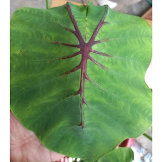 Colocasia Black windows ฟาโรห์เสิ้นเจิ้น ไม้มาเลเซีย 💥ตัดใบส่งนะคะ💥