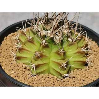 ยิมโน ไม้เมล็ด สีเขียวอ่อนลายสมมาตร​ ## Cactus แคคตัส กระบองเพชร ไม้อวบน้ำ ไม้กราฟ ราคาถูก ​Gymno