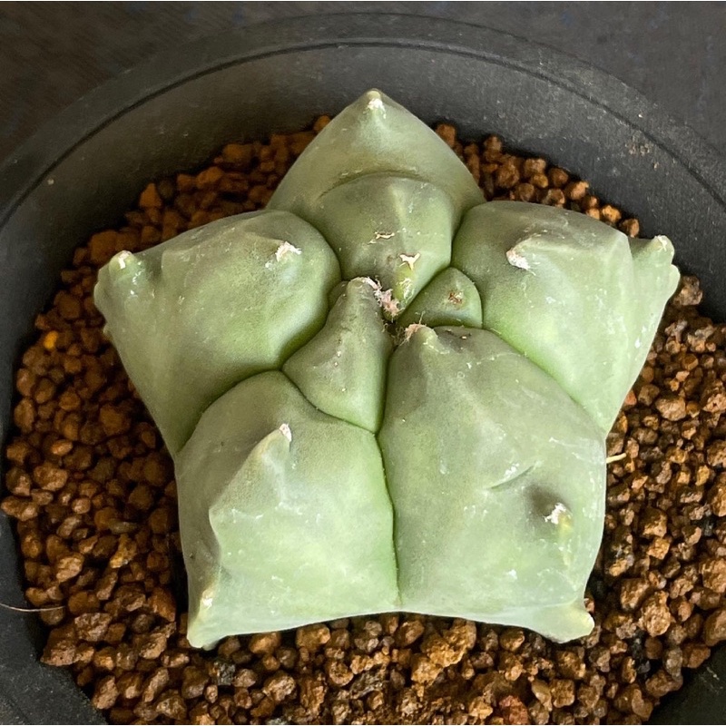 🌵Astrophytum  myriostigma kikko