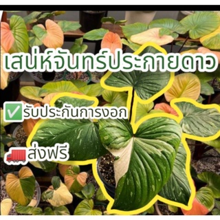 ‼️ส่งฟรี‼️ข้อตาเสน่ห์จันทร์บุษราคัม⭐ประกายดาว⭐