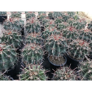 🌵💥 เฟโรเล็บเหยี่ยว ไซส์ M  💥🌵  Ferocactus peninsulae  ขนาด 14 ซม. ไม้เมล็ด ต้นกระบองเพชร ต้นแคคตัส (แคคตัส กระบองเพชร)