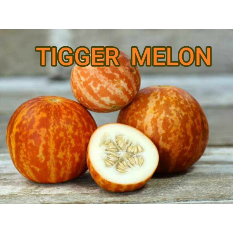Tigger Melon 5 เมล็ด เมล็ดแท้นำเข้า | Shopee Thailand