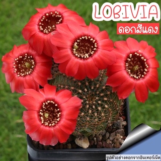 ♥️🌸โลบิเวีย ดอกสีแดง แตกหน่อ ไซร์ออกดอก ♥️ Lobivia cactus (red flower) สีดอกสวยสดมากๆค่ะ เป็นอีก 1 สีที่ต้องสะสม😍♥️