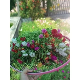 แพรเซี่ยงไฮ้ (ตัดกิ่งสดยาวอวบ 125 กิ่ง คละทุกสี)ดอกคุณนายตื่นสาย ดอกแพรเซี่ยงไฮ้ (ขนาดบรรจุ 800-850 กรัมเต็มกล่องไซส์ B)