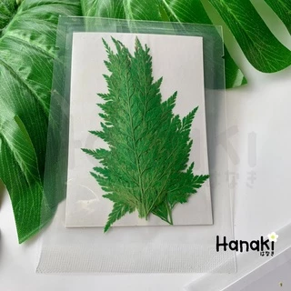 【พร้อมส่ง】ใบเฟิร์นแห้ง ใบไม้เฟิร์นทับแห้ง ใบไม้ทับแห้งสำหรับงานdiy