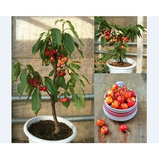 10 เมล็ด เมล็ดเชอร์รี (Cherry) Cherry Bonsai tree Seeds